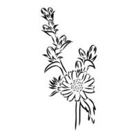 chicory flower sketch vector