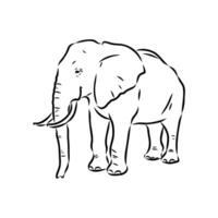 African elephant sketch vector