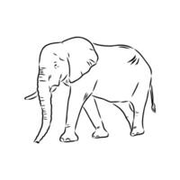 African elephant sketch vector