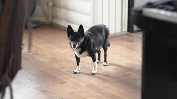 A beautiful old half-breed dog with poor eyesight leaves the frame in slow motion.A black mutt in the room. video