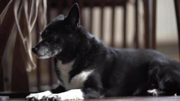 A black old mutt on a dark background in the room. A beautiful half-breed with long nails and poor eyesight, gets up and leaves video