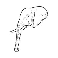 African elephant sketch vector
