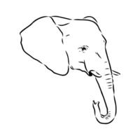 African elephant sketch vector