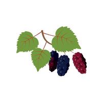 Branch of Mulberry with Lobed Leaf and Fully Ripe Black Berries vector