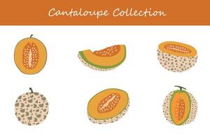 cantaloupe collection. cantaloupe in different poses vector