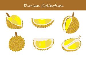 durian collection. durian in different poses vector