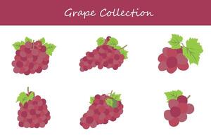 grapes collection. grapes in different poses vector