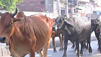 Common Street Picturesque View of a Water Buffalo Herd Walking video