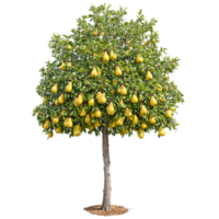 Pear Tree tall tree with glossy green leaves and hanging clusters of juicy yellow pears png