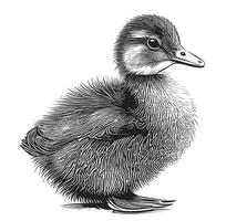 Duckling little hand drawn sketch illustration vector