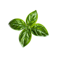 Basil dried and green scattered natural light top view food and culinary concept showcasing textures png