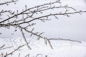 Frozen tree branches with winter ice. photo