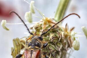 Detailed macro of small bug on the dandelion head. photo