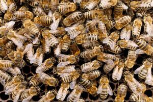 Lots of bees close-up. Bees on a frame in the hive. photo