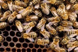 Lots of bees close-up. Bees on a frame in the hive. photo