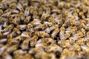 Lots of bees. Bees insects on the frame of the hive. photo