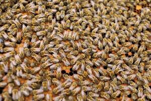 Lots of bees close-up. Bees are insects photo