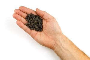 Sunflower seeds in hand isolate photo
