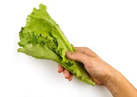 Lettuce greens in hand isolate photo