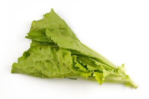 Lettuce salad isolate. Bunch of greenery photo