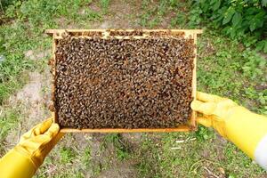 Frames with bees in the hands photo