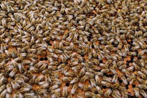 Lots of bees close-up. Bees are insects photo
