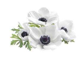 Close up of delicate white anemones with dark centers. Isolated on transparent background png