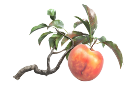 Single peach fruit on branch with leaves. Isolated on transparent background png
