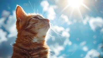 Maine Cat Dressed as the Sun in Bright Sunny Day Backdrop with Blue Skies and Sunbeams photo