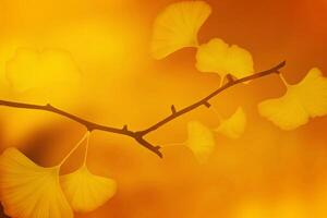 Beauty of Green and Orange Leaves Nature's Artistic Palette photo