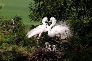 Beauty of White Heron Birds and Chicks A Harmonious Encounter photo