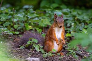 Frozen in Time A Wild Squirrel's Stillness photo