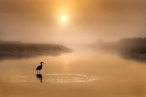 Gray Heron's Dawn Hunt Serene Canal Search for Prey photo
