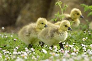 Ducklings Walking in the Fields photo