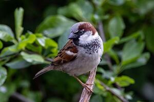 The Innocent Look of the Sparrow photo