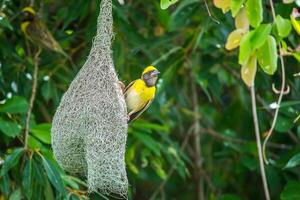 Weaver Bird's Aesthetic Nest photo