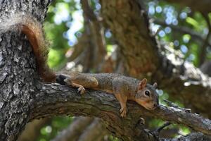Squirrel Napping Peacefully in Tree Branches photo