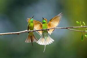 Hummingbird Poised to Fly photo