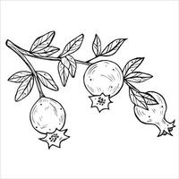 Graphics botanical black and white illustrarions with pomegranate and leaves. Branch with pomegranates vector