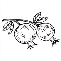 Graphics botanical black and white illustrarions with pomegranate and leaves. Branch with pomegranate vector