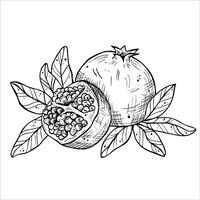 Graphics botanical black and white illustrarions with pomegranate and leaves. Pomegranate fruits in a section vector