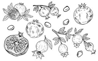 Graphics botanical black and white set with pomegranate and leaves. Pomegranate fruits in a section. Branch of the pomegranates vector
