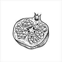 Graphics botanical black and white illustrarions with pomegranate and leaves. Pomegranate fruits in a section vector