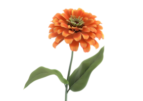 Close-up of a vibrant orange Zinnia flower with green leaves. Isolated on transparent background png