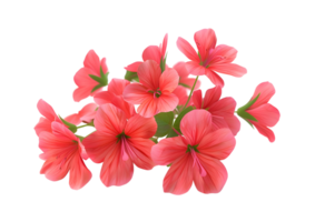Close-up of delicate pink flowers. Isolated on transparent background png