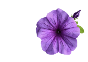 Purple flower with intricate veins. Isolated on transparent background png