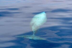 Cuvier Beaked Whale underwater near sea surface while breathing photo