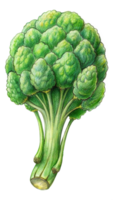 Flying Fresh Broccoli Hand Drawn Object png