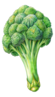 Flying Fresh Broccoli Hand Drawn Concept png