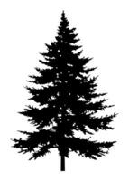 Fir trees silhouette. Black silhouette of sine tree on white background. illustration vector